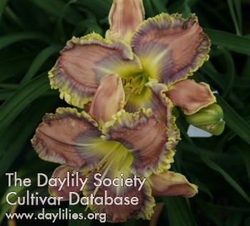 Daylily Edge of Many Colors